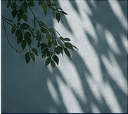 Leaf shadows across a calm blue-grey wall